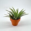 Tillandsia Lonantha Air Plant In Terracotta pot