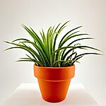 Tillandsia Lonantha Air Plant In Terracotta pot