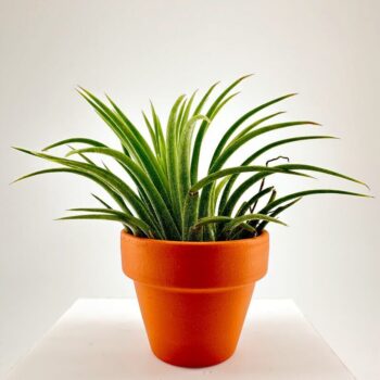 Tillandsia Lonantha Air Plant In Terracotta pot