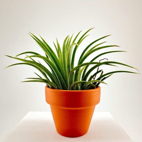 Tillandsia Lonantha Air Plant In Terracotta pot