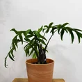 rustic seaweed natural emerald green basket for 17cm pots (copy)