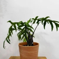 rustic seaweed natural emerald green basket for 17cm pots (copy)