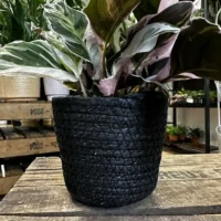 rustic seaweed natural emerald green basket for 17cm pots (copy)