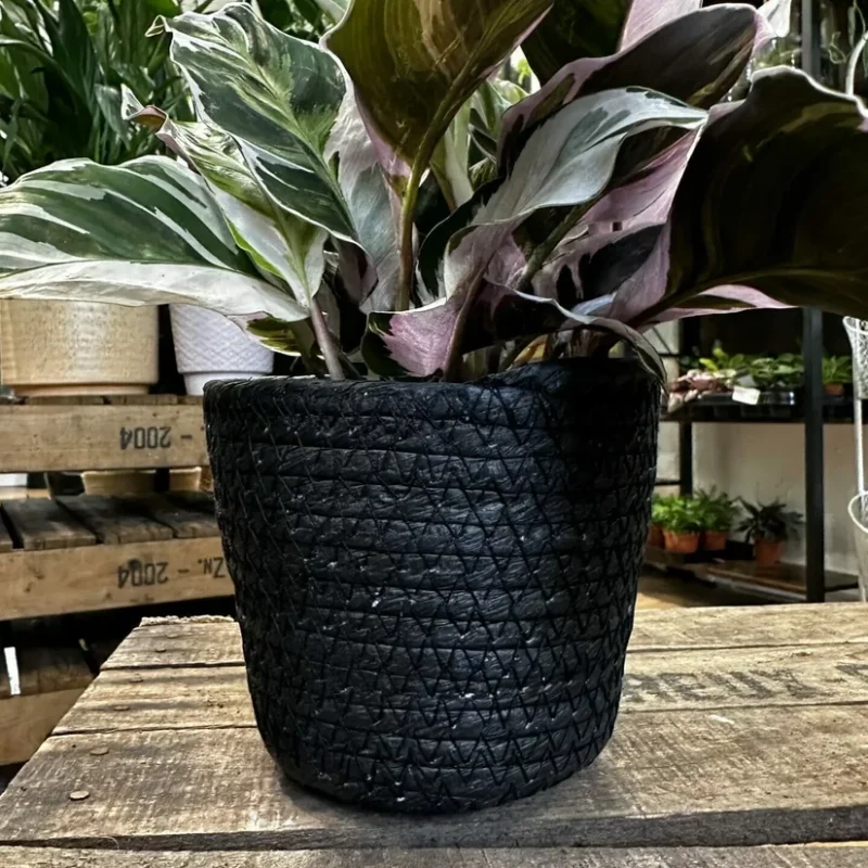 rustic seaweed natural emerald green basket for 17cm pots (copy) rustic seaweed natural emerald green basket for 17cm pots (copy)