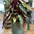 rustic seaweed natural emerald green basket for 17cm pots (copy)