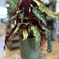 rustic seaweed natural emerald green basket for 17cm pots (copy)