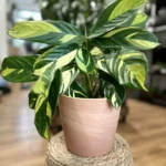Terracotta Style Classic Planter 17cm