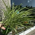 peperomia prostata string of turtles 11cm pot