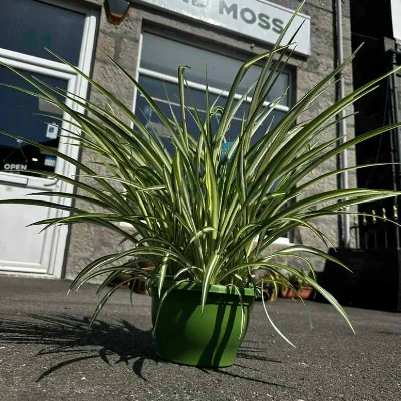 peperomia prostata string of turtles 11cm pot peperomia prostata string of turtles 11cm pot