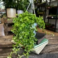 peperomia prostata string of turtles 11cm pot