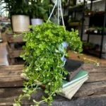 Pilea Depressa Baby Tears 11cm pot