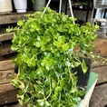 peperomia prostata string of turtles 11cm pot