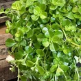 peperomia prostata string of turtles 11cm pot