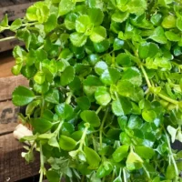 peperomia prostata string of turtles 11cm pot