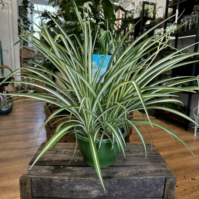 peperomia prostata string of turtles 11cm pot peperomia prostata string of turtles 11cm pot