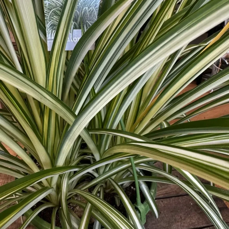 peperomia prostata string of turtles 11cm pot peperomia prostata string of turtles 11cm pot