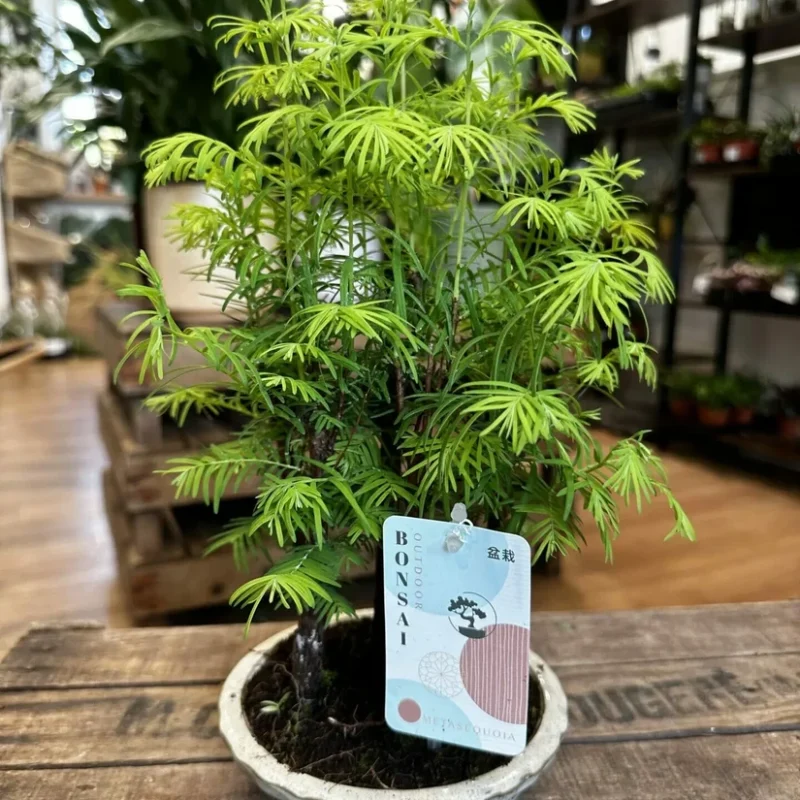 peperomia prostata string of turtles 11cm pot peperomia prostata string of turtles 11cm pot