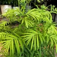 peperomia prostata string of turtles 11cm pot