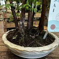 peperomia prostata string of turtles 11cm pot