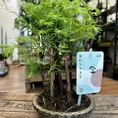 peperomia prostata string of turtles 11cm pot