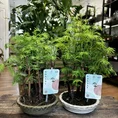 peperomia prostata string of turtles 11cm pot
