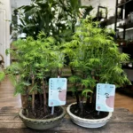 Bonsai Metasequoia Dinosaur Tree Ceramic Planter