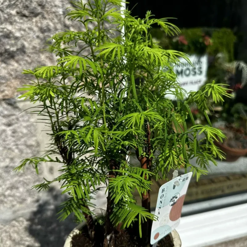 peperomia prostata string of turtles 11cm pot peperomia prostata string of turtles 11cm pot