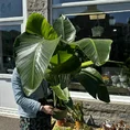 strelitzia nicolai bird of paradise 27cm pot
