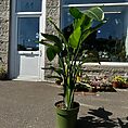 strelitzia nicolai bird of paradise 27cm pot