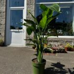Strelitzia Nicolai Bird of Paradise X-Large COLLECTION ONLY