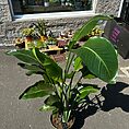 strelitzia nicolai bird of paradise 27cm pot