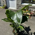 strelitzia nicolai bird of paradise 27cm pot