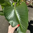 strelitzia nicolai bird of paradise 27cm pot