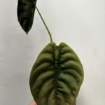 Alocasia Red Secret 17cm pot