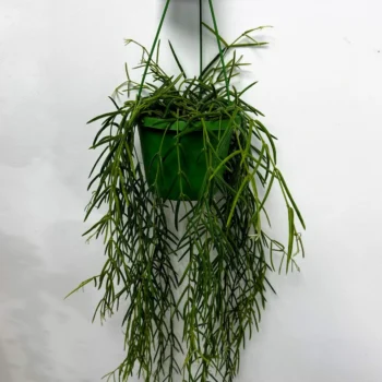 Hoya Linearis Wax Plant 14cm pot Hanging & Trailing air purifying 3