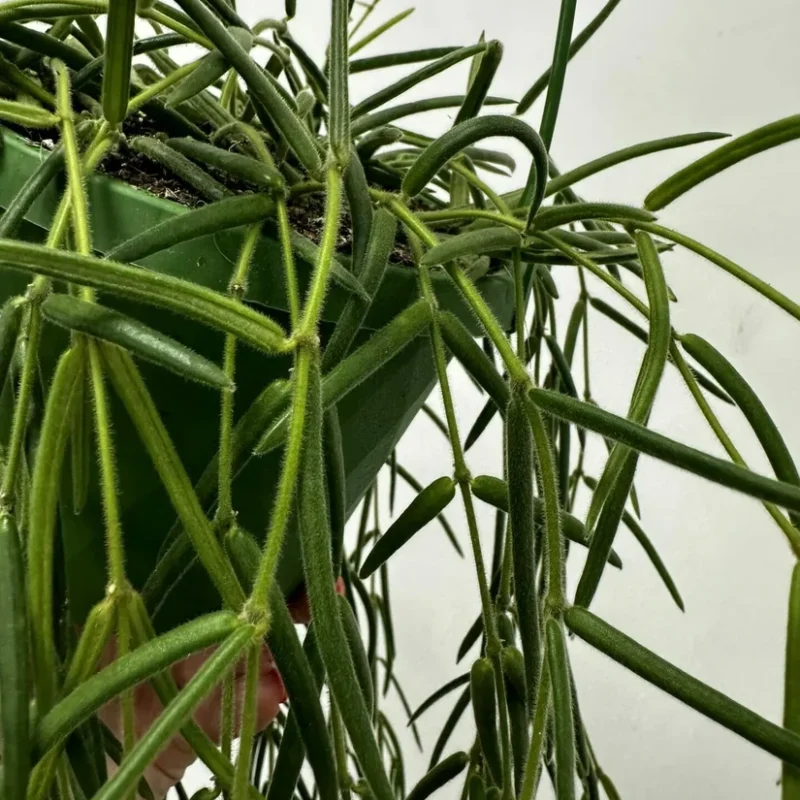 auto draft auto draft