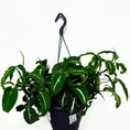 syngonium wendlandii velvet arrowhead plant large 19cm pot