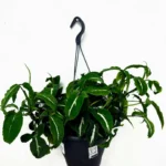 Syngonium Wendlandii Velvet Arrowhead Plant 19cm pot