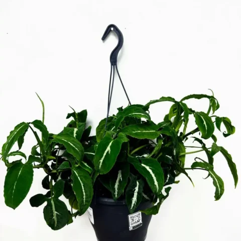 syngonium wendlandii velvet arrowhead plant large 19cm pot