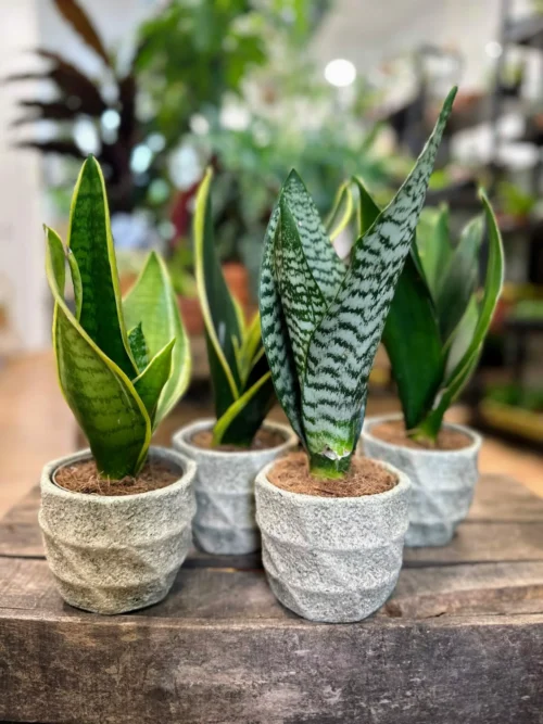 4 Sansevieria Snake Plants in Ceramic 11cm Planters on wooden table