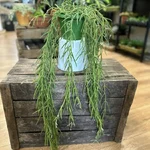Hoya Linearis Wax Plant 12cm pot