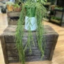 Hoya Linearis Wax Plant in ceramic planter on wooden box