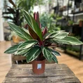 calathea triostar stromanthe prayer plant 14cm pot