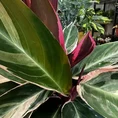 calathea triostar stromanthe prayer plant 14cm pot