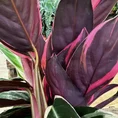 calathea triostar stromanthe prayer plant 14cm pot