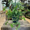 syngonium wendlandii velvet arrowhead plant large 19cm pot