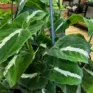 syngonium wendlandii velvet arrowhead plant large 19cm pot