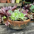 carnivorous butterwort pinguicula agnata 8cm pot