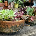 carnivorous butterwort pinguicula agnata 8cm pot