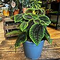 monstera deliciosa swiss cheese plant 9cm pot